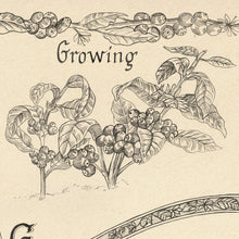 Load image into Gallery viewer, Coffee growing hand drawn image of king of maps