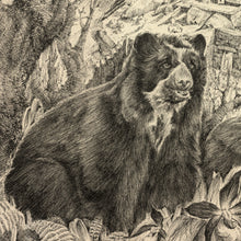 Load image into Gallery viewer, Spectacled bear that was spotted in the historical site of Machu Picchu in the morning before guests arrive