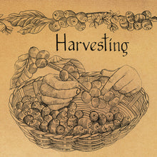 Load image into Gallery viewer, Coffee harvesting hand drawn image by king of maps